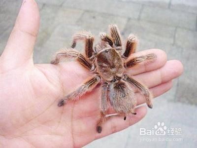 百度蜘蛛池租用:养蜘蛛新选择,盘点哪些蜘蛛池更适合新手养护 百度蜘蛛池租用:养蜘蛛新选择,盘点哪些蜘蛛池更适合新手养护