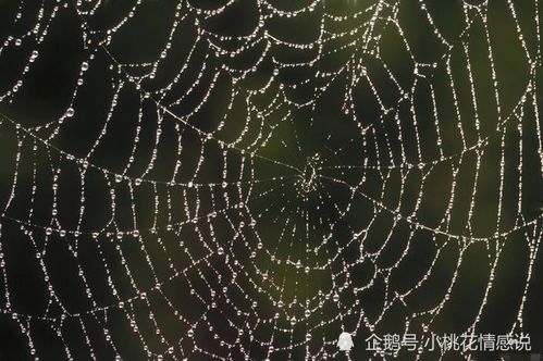 百度蜘蛛池租用:蜘蛛与星火矿池,揭秘数字货币挖矿中的神秘力量 百度蜘蛛池租用:蜘蛛与星火矿池,揭秘数字货币挖矿中的神秘力量
