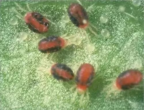 百度蜘蛛池价格:蜘蛛池刺蛾幼虫，揭秘这种神秘昆虫的生态习性及防治措施