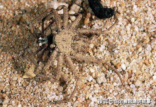 百度蜘蛛池出租:索马里蜘蛛池系统，揭秘非洲网络安全新势力