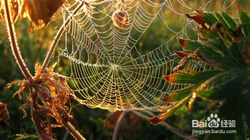 百度蜘蛛池优化:蜘蛛矿池,揭秘其国内背景与全球影响力 百度蜘蛛池优化:蜘蛛矿池,揭秘其国内背景与全球影响力
