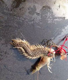 百度蜘蛛池出租:寄生虫没蜘蛛池，揭秘神秘生物的共生之谜