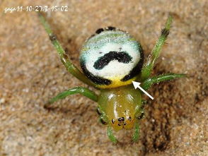 百度蜘蛛池价格:蜘蛛池金龟子的生态研究及其在农业中的应用 百度蜘蛛池价格:蜘蛛池金龟子的生态研究及其在农业中的应用