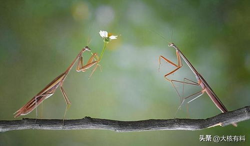 百度蜘蛛池咨询:蜘蛛池螳螂,揭秘自然界中的隐秘猎手 百度蜘蛛池咨询:蜘蛛池螳螂,揭秘自然界中的隐秘猎手