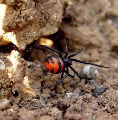 百度蜘蛛池收录:蜘蛛池中的伴侣之谜，它们真的会结伴而行吗？