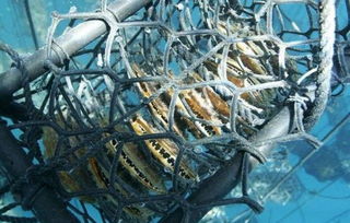 百度蜘蛛池引流:揭秘最佳蜘蛛池鱼种，探寻最适合养殖的黄金搭档