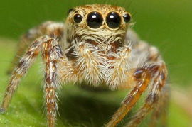 百度蜘蛛池价格:蜘蛛池满天星最简单处理方法,轻松解决养护难题 百度蜘蛛池价格:蜘蛛池满天星最简单处理方法,轻松解决养护难题