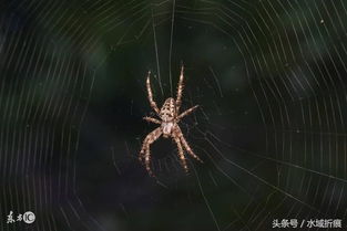 百度蜘蛛池收录:揭秘网络奥秘,最好的蜘蛛池究竟藏身何处? 百度蜘蛛池收录:揭秘网络奥秘,最好的蜘蛛池究竟藏身何处?