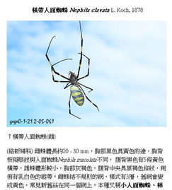 百度蜘蛛池价格:蜘蛛池中的小老鼠,一场生态谜题的探索 百度蜘蛛池价格:蜘蛛池中的小老鼠,一场生态谜题的探索