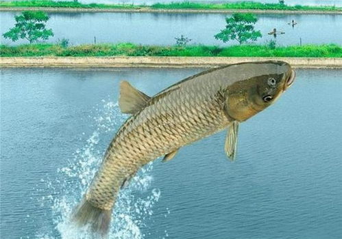 百度蜘蛛池价格:蜘蛛池水草鱼养殖全攻略，视频教程，轻松掌握水草鱼养殖技巧