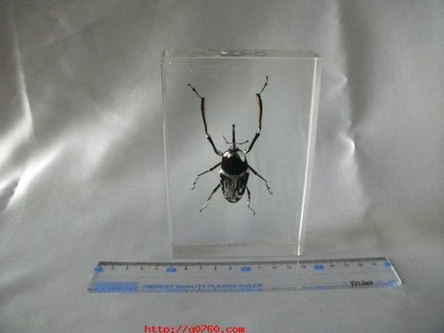 百度蜘蛛池优化:蜘蛛池硬壳虫之谜，探寻这种神秘生物的生态与生活