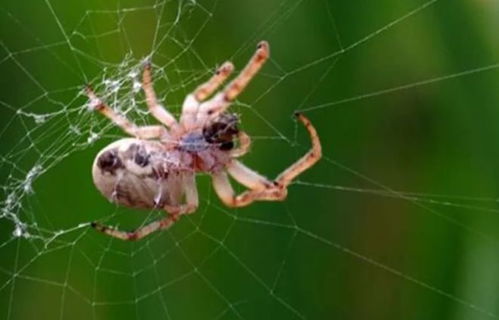 百度蜘蛛池租用:一只与两只，池中蜘蛛的奇异之旅
