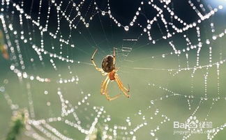 百度蜘蛛池优化:打造高效蜘蛛池，揭秘有效果的蜘蛛池制作方法