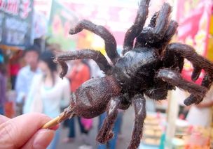 百度蜘蛛池租用:揭秘蜘蛛池的神秘虫子，它们究竟是什么？