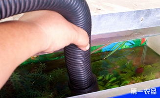 百度蜘蛛池引流:探究最佳蜘蛛池养殖活鱼的方法