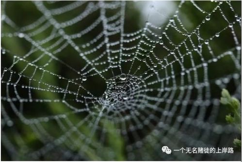 百度蜘蛛池引流:揭秘，超级蜘蛛池无法注册之谜，背后的真相令人震惊！