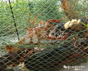 百度蜘蛛池收录:揭秘养蜘蛛界的宠儿，什么蜘蛛池最好养