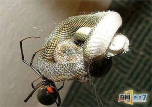 百度蜘蛛池收录:冷猫新闻蜘蛛池，揭秘网络信息搜集的神秘力量