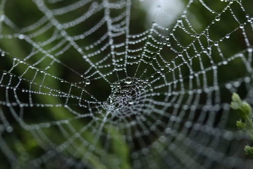 百度蜘蛛池效果:揭秘超级蜘蛛池，真的有效吗？深度剖析其效果与争议