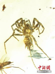 百度蜘蛛池出租:旋风蜘蛛池新闻，揭秘神秘网络钓鱼活动背后的黑色产业链