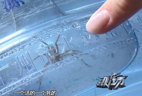 百度蜘蛛池引流:蜘蛛池原理深度解析，DL大将军水之奥秘