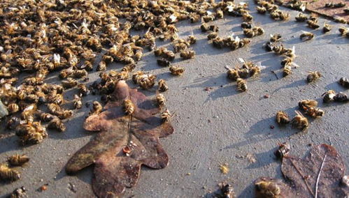 百度蜘蛛池引流:蜘蛛池书虱，揭秘神秘生物的生存奥秘