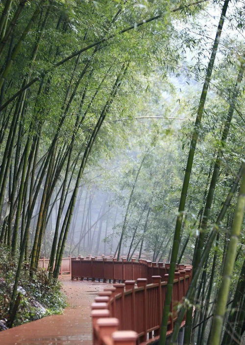 百度蜘蛛池出租:池杉红蜘蛛，探究其生态影响与防治策略