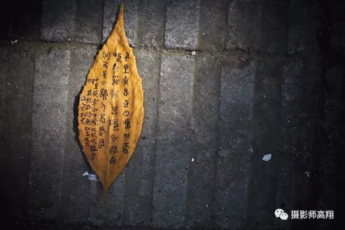 百度蜘蛛池引流:小旋风蜘蛛池，揭秘其独特用途与价值