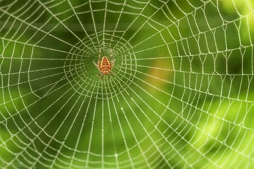 百度蜘蛛池出租:蜘蛛池的多样类型，揭秘网络爬虫世界的丰富生态