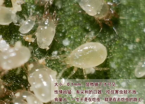 百度蜘蛛池效果:揭秘蜘蛛池寄生虫卵的惊人数量，生态平衡的微妙之处