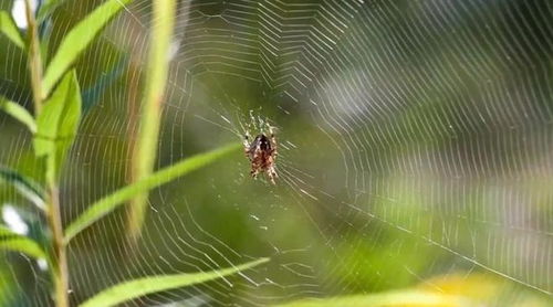 百度蜘蛛池价格:揭秘索马里蜘蛛池，荒凉之地孕育的神秘产业