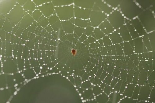 百度蜘蛛池租用:揭秘蜘蛛池与寄生虫，网络世界的暗流涌动