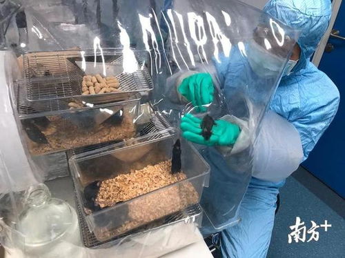 百度蜘蛛池引流:洗菜池为何成了蜘蛛网的聚集地？揭秘洗菜池蜘蛛网现象背后的原因