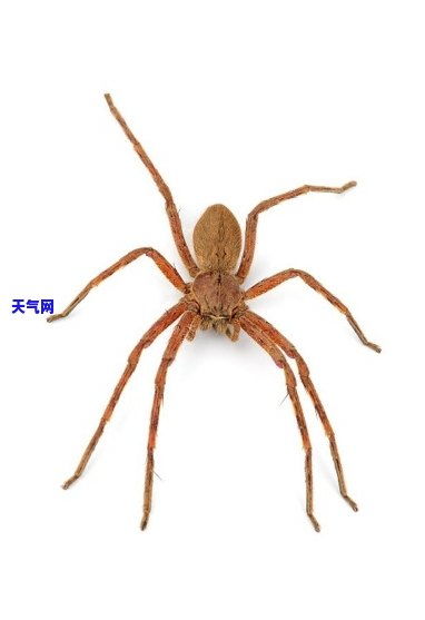 百度蜘蛛池出租:蜘蛛饲养池图片大全，探索蜘蛛世界的神秘与奇妙