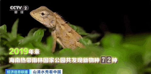 百度蜘蛛池引流:蜘蛛池蝇子之谜，探寻自然界的奇妙共生现象