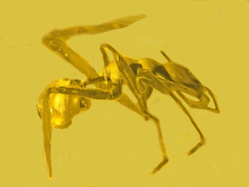 百度蜘蛛池引流:美国核废料池惊现变异蜘蛛网，神秘生物的生存之谜