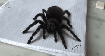 百度蜘蛛池效果:黑色活蜘蛛池，揭秘神秘生物的生存世界