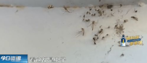 百度蜘蛛池收录:揭秘蜘蛛池寄生虫，潜伏在互联网深处的隐秘威胁