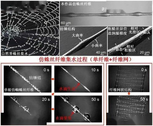 百度蜘蛛池出租:原子核蜘蛛池，揭秘未来能源与信息处理的新奇技术