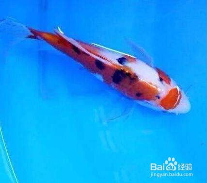 百度蜘蛛池出租:锦鲤池中的不速之客——蜘蛛的奇妙邂逅