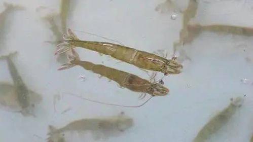 百度蜘蛛池收录:千里马蜘蛛池，高效养殖的秘密武器，价格揭秘！