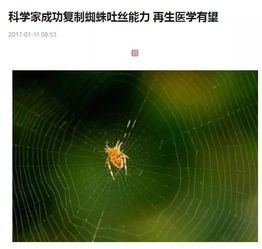 百度蜘蛛池效果:蜘蛛池小草，揭秘神秘的自然奇观