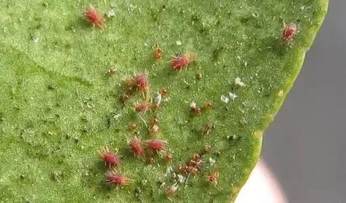 百度蜘蛛池租用:红蜘蛛池的使用方法详解，高效养护植物的秘密武器