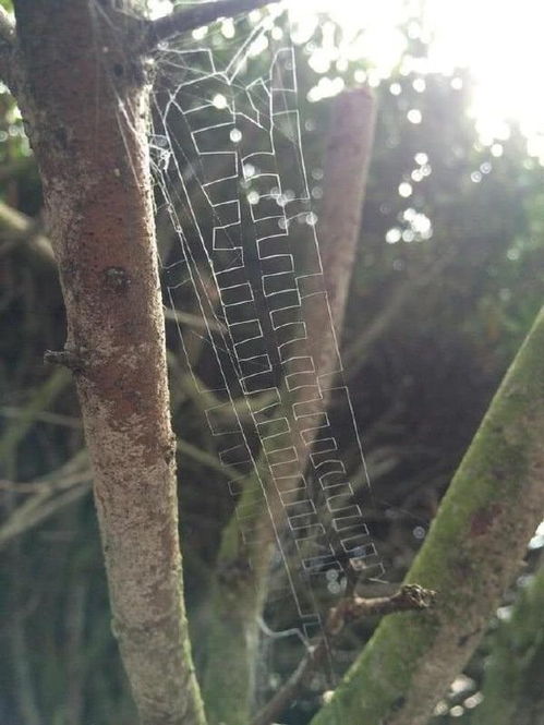 百度蜘蛛池效果:揭秘蜘蛛池的大肚子，自然界中的神奇生物现象