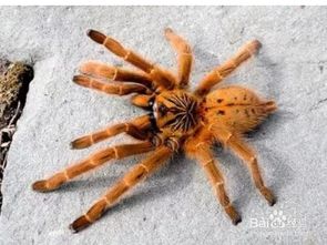 百度蜘蛛池出租:快雀蜘蛛池，揭秘神秘生物的生存奥秘
