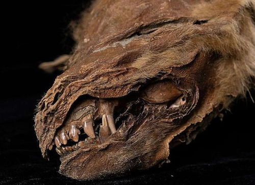 百度蜘蛛池引流:黑狼蜘蛛池，揭秘神秘生物的生存秘境