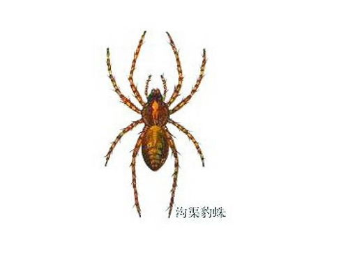 百度蜘蛛池出租:逆冬蜘蛛池视频，揭秘神秘冬季捕蛛术