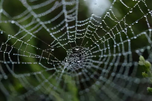 百度蜘蛛池引流:超级蜘蛛池一天有效吗？深度解析其效果与适用场景