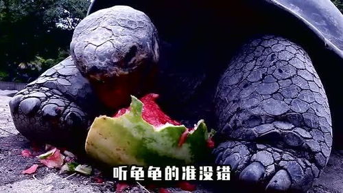 百度蜘蛛池咨询:乌龟池中出现蜘蛛，是福音还是隐患？