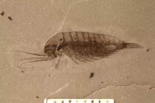 百度蜘蛛池价格:揭秘蜘蛛池中的神秘生物——放屁虫？